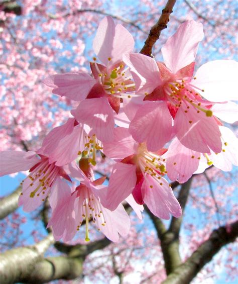 Okame Flowering Cherry Japanese Cherry Tree Flowers Pink Flowers