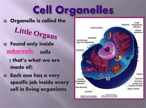 Ppt Cell Organelles Powerpoint Presentation Free Download Id481326
