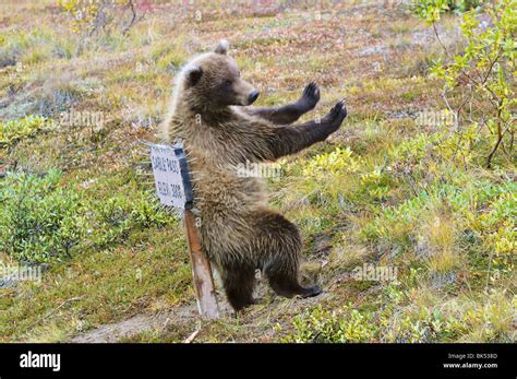 Grizzly Bear Denali National Park And Preserve Alaska Usa Stock