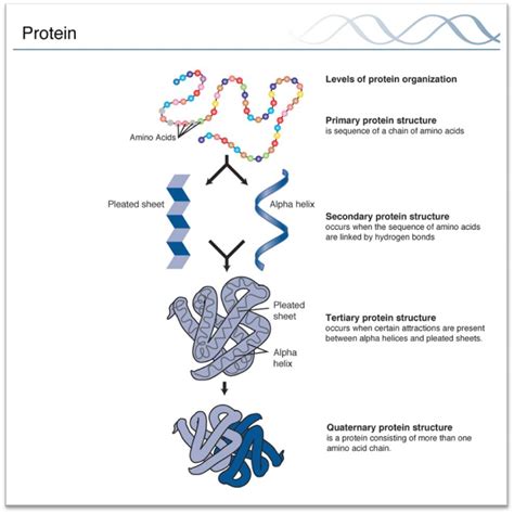 Notes On Protein Structure Primary Secondary Tertiary And Quaternary
