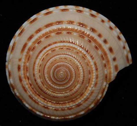 Spiral Shell Swirls And Spirals Pinterest Shells And Spirals