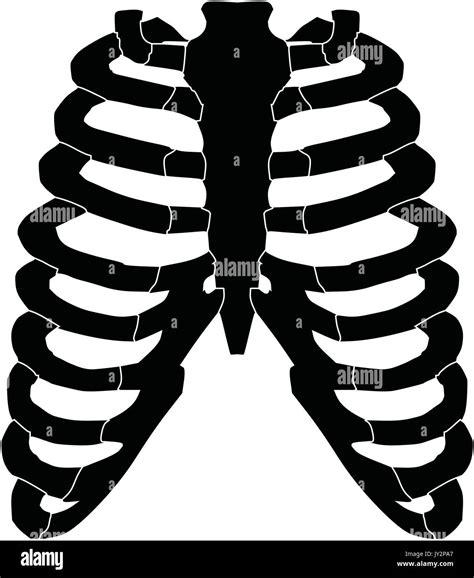 Rib Cage Illustration Hi Res Stock Photography And Images Alamy