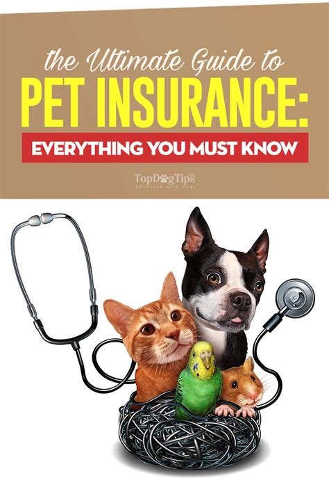 Pet Insurance Plans A Beginners Guide For 2018