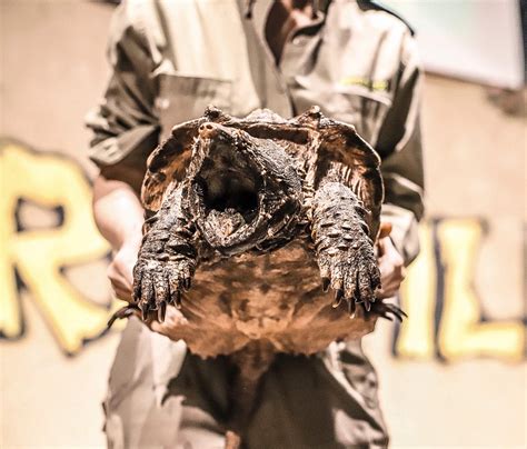 Reptilia Zoo Things To Do With Kids In Toronto Toni Fifi