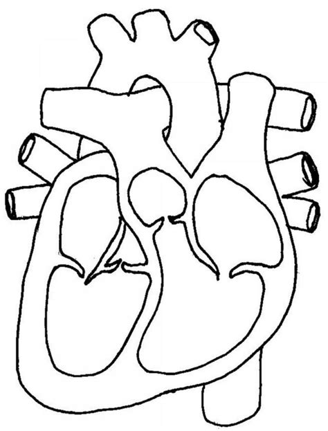 View Heart Diagram To Color Png Image Of Diagram