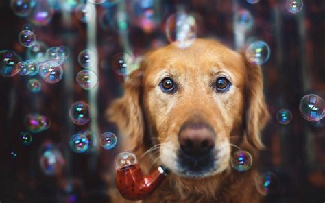 20 Dogs Totally Freaking Out Over Bubbles Barkpost