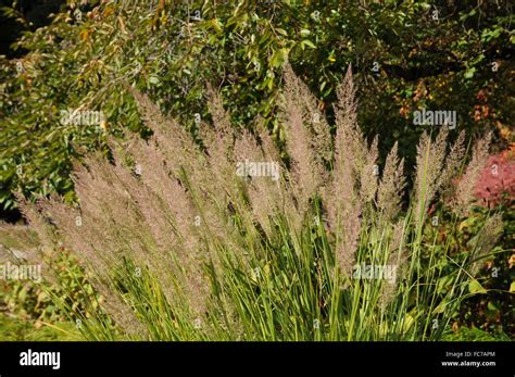 Korean Feather Reed Grass Stock Photo Alamy