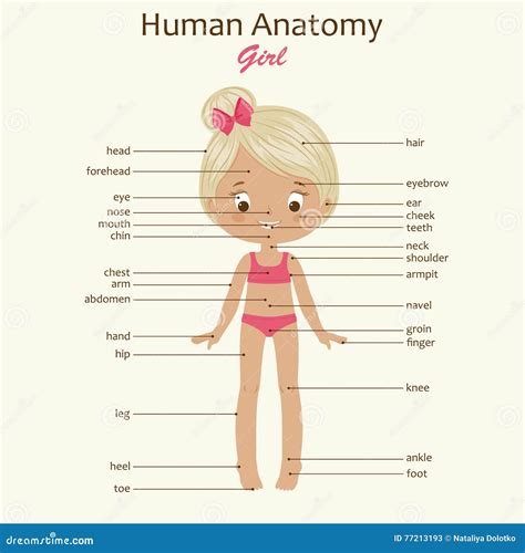 the human groin anatomy stock illustration 114079198