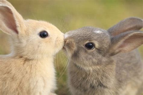 Two Bunnies Kissing Cute Rabbits