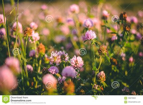 Purple Flowers In The Meadow Stock Photo Image Of Dark Fullmoon