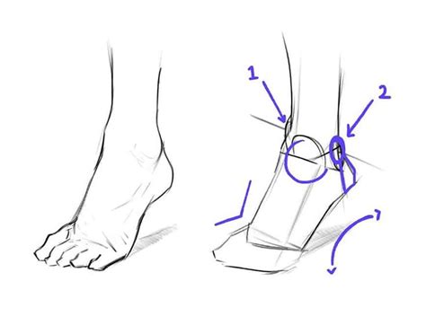 How To Draw Feet The Easy Step By Step Guide Gvaats Workshop How