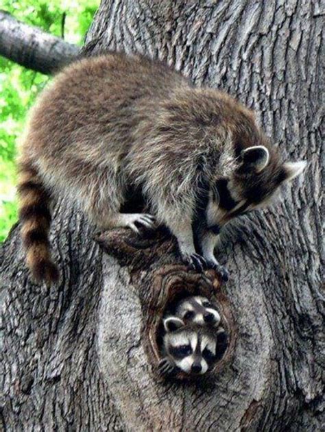 Funny how she runs off with hands full at the end. Why do raccoons steal food from cats? - Quora