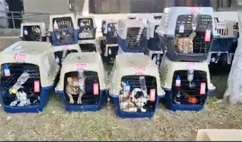 Rescatan A Más De 200 Cachorros Bulldog Robados Del Aicm Con Acento