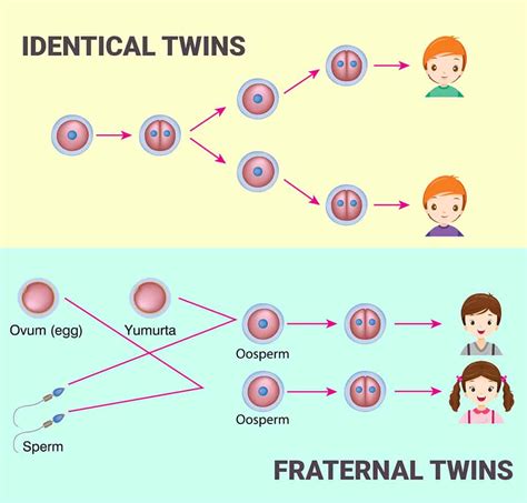 How To Have Twins Some Proven Tips To Increase The Chances Of Having Twins