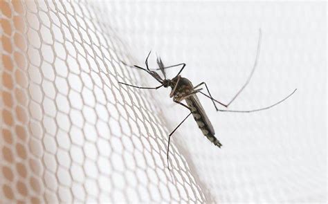 They are almost always a hassle, especially when they linger in your home for an extended damage as a result of san jose wildlife animals usually will require professional services. Mosquito Control | Pest Management Services In San Jose, CA