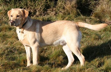 Labrador Retriever Wikipedia