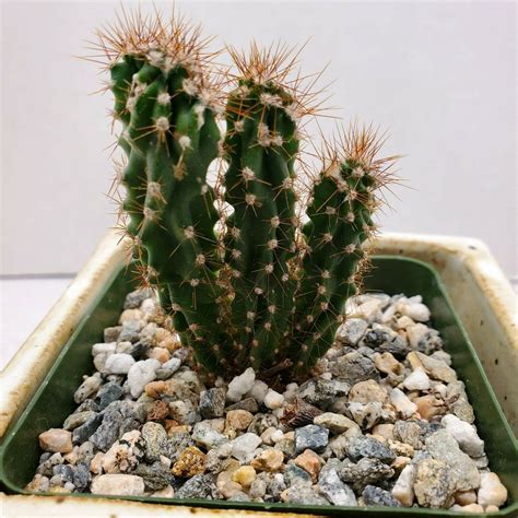 Unique Cereus Peruvian Unique Cactus Cacti Succulent Live Plant 268