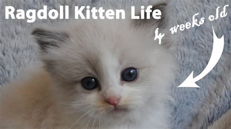Ragdoll Kittens Explore 4 Weeks Old Youtube