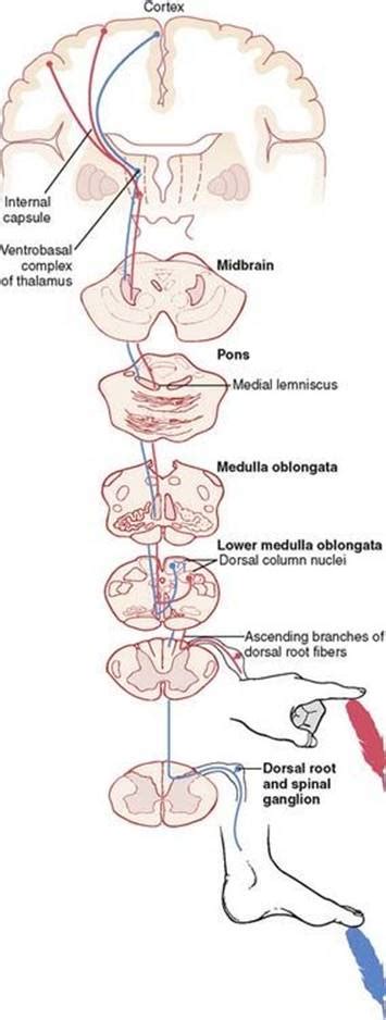 Dorsal column medial lemniscus pathway's detailed anatomical description using mri pictures. Dorsal Column Medial Lemniscus - pdfshare