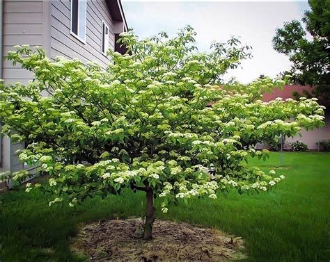 Pagoda Dogwood For Sale Online The Tree Center