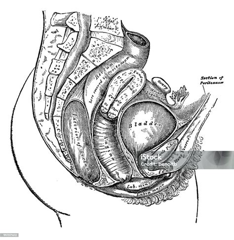 女性の解剖学図 クリトリスのベクターアート素材や画像を多数ご用意 クリトリス 古い 女性 Istock