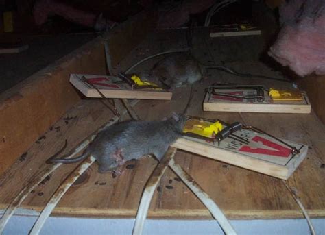 Rat Traps Rat Traps For Large Rats