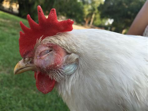 What Is Wrong With My Chickens Eye Backyard Chickens Learn How To Raise Chickens