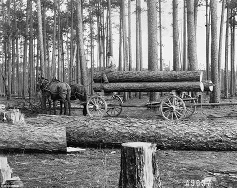 History Of Lumberjacks And Logging In The 1800s Photography
