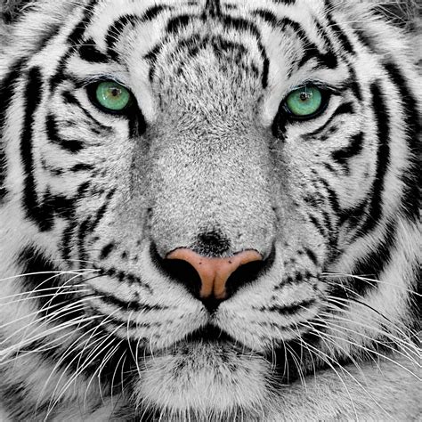 White Tiger Face Wallpapers Top Free White Tiger Face Backgrounds