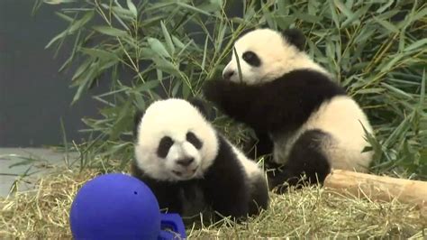 Video Toronto Zoo Panda Cubs Make First Public Appearance Since Their