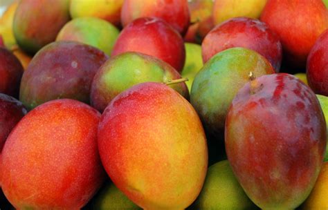 Alibaba.com owns large scale of mango fruit trees images in high definition, along with many other relevant product images mango tree,the mango tree,tropical fruit trees. Mango Trees - Kauai Seascapes Nursery, Inc.