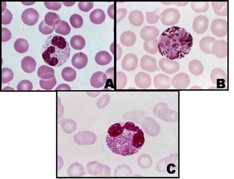 SOS BIOLOGIA CELULAR Y TISULAR REPASO DEL PRACTICO FINAL TINCION SANGRE