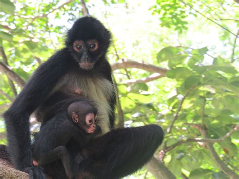 Nace Cría De Mono Araña En El Cañón Del Sumidero Gaby Coutiño Noticias