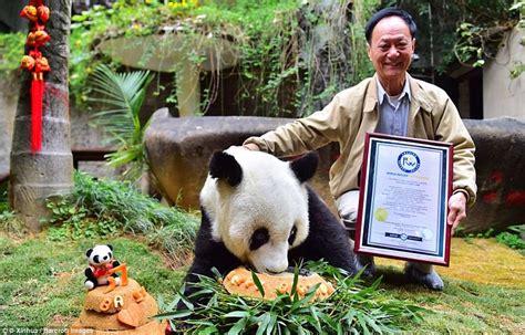 Worlds Oldest Captive Panda Basi Dies In China Daily Mail Online