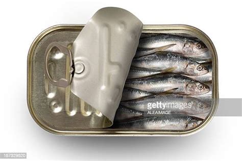 Sardines Tins Photos And Premium High Res Pictures Getty Images