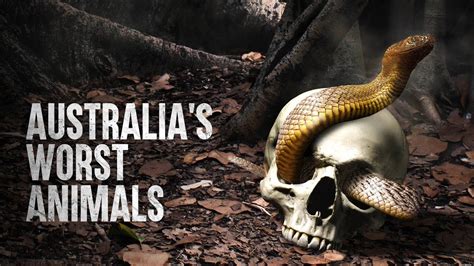 How To Survive Australias Deadliest Animals Youtube