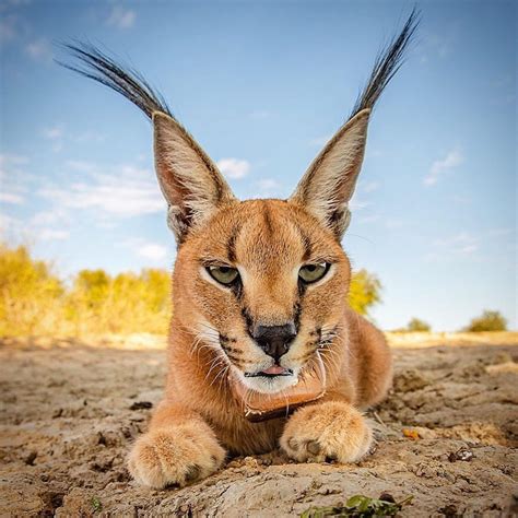 Check Out This Beautiful Caracal Desert Lynx Photographed In Namibia