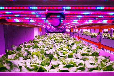 Vertical Farming The Future Of Farming Is Here
