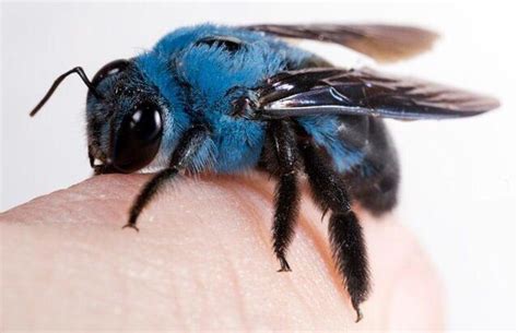 Yall Tried These Blueberry Bees Yet Rweeatbees
