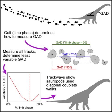 Study Of Sauropod Tracks Suggests Dinosaurs Had A Gait Unlike Any