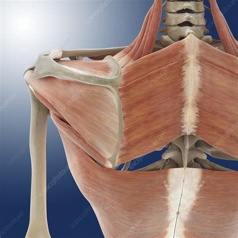 Shoulder And Back Anatomy Artwork Stock Image C0200124 Science