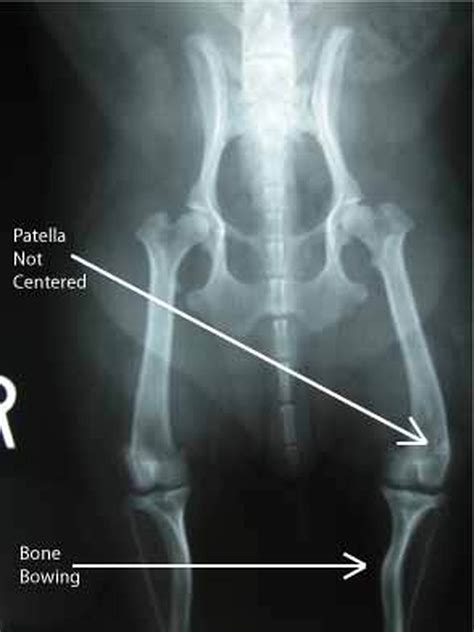 Patellar Luxation Kneecap Dislocation In Dogs Pet Scan Mobile