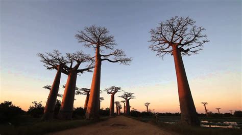 Allée Des Baobabs Madagascar Youtube