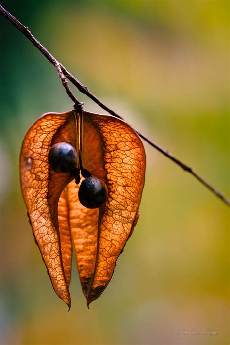 Pin On Seeds And Seed Pods