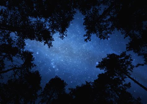 Night Sky With Trees 2500 Px Wide The Wisdom Experience