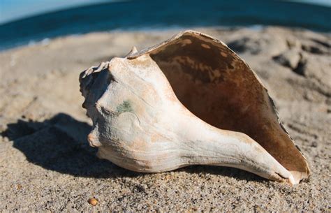 Knobbed Whelks More Than Just The State Shell Of New Jersey — Save