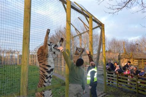 Feed The Tiger Picture Of Wingham Wildlife Park Wingham Tripadvisor