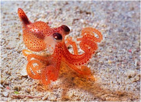Baby Octopus Just Cute Stuff Pinterest Pieuvre Animaux And