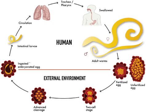 Life Cycle Of Ascaris Lumbricoides Inside And Outside Of Sexiz Pix