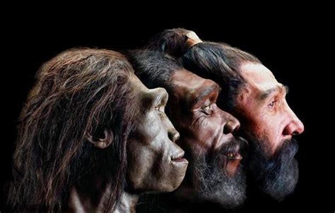 Prehistoric DNA to Help Solve Human-Evolution Mysteries? — McMaster ...